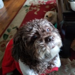 Meet your Posher, Dana